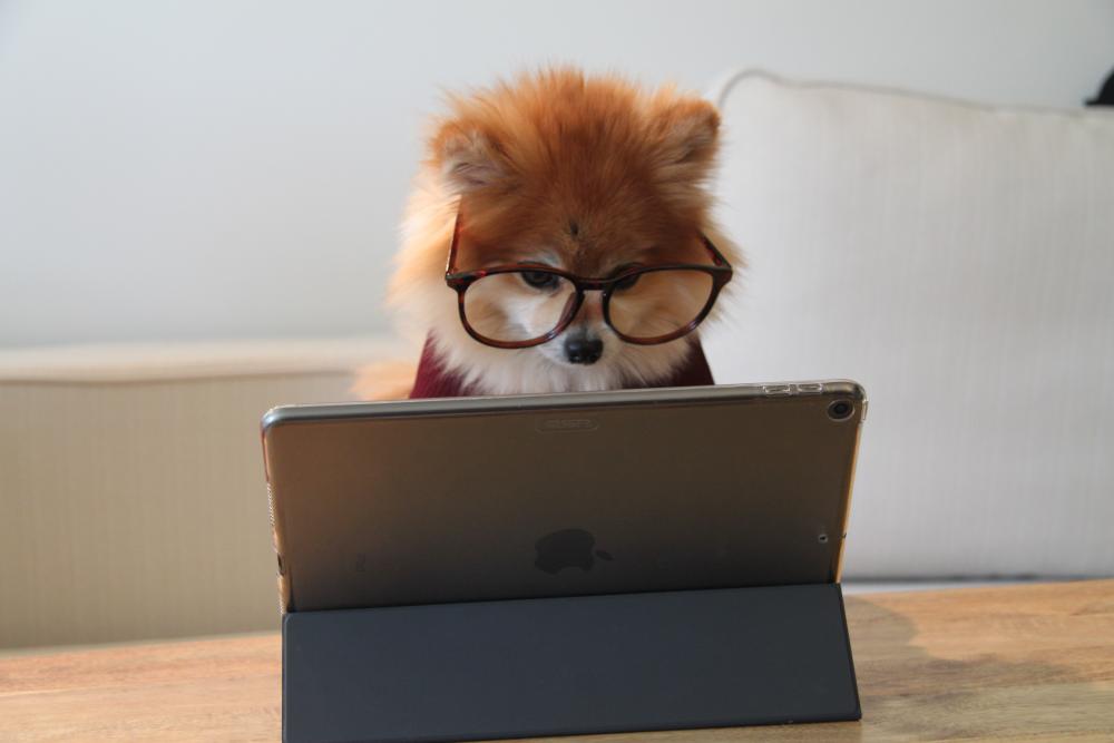 fluffy dog on laptop with glasses on