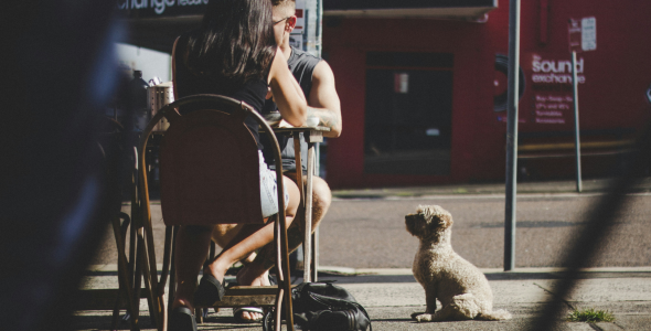 Loyal dog patiently sits waiting for reward