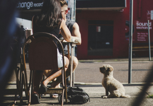 Loyal dog patiently sits waiting for reward