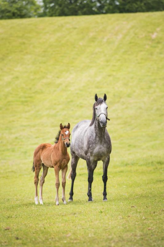 Grey horse and grown foal standing in the middle of a lush field